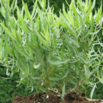 Artemisia dracunculus Senior