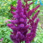 Astilbe chinensis To Have and To Hold