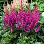 Astilbe chinensis To Have and To Hold (2)