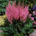 Astilbe chinensis Vision in Pink