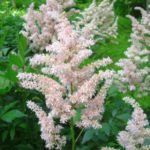 Astilbe japonica Queen of Holland