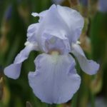 Iris germanica Blue Sapphire