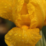 Iris pumila Orange Caper