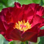 Paeonia intersectional Scarlet Heaven